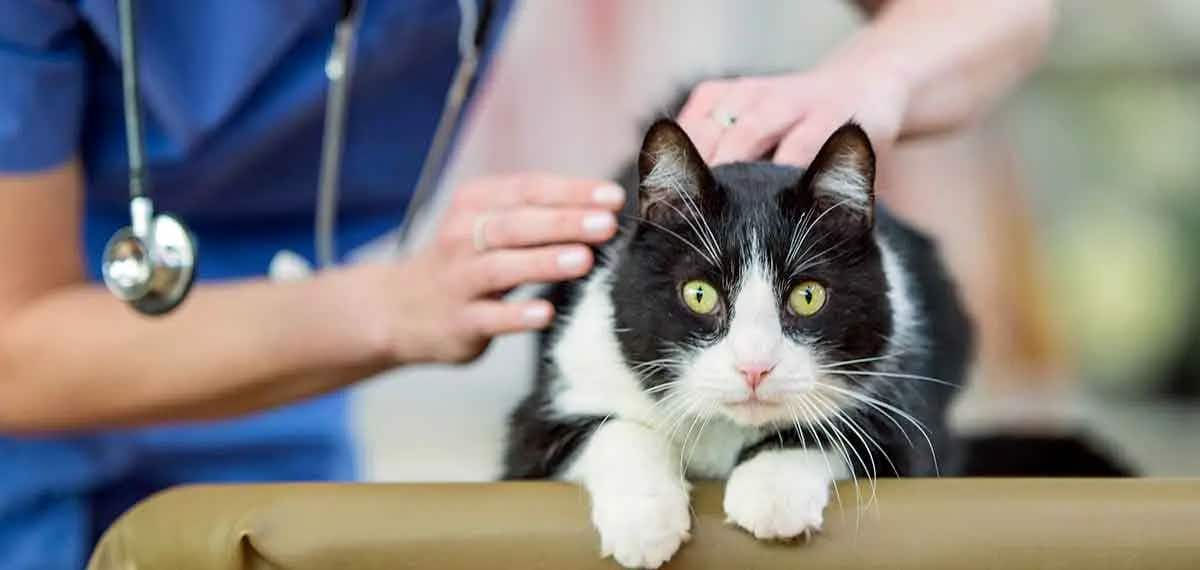 black white cat examined by vet