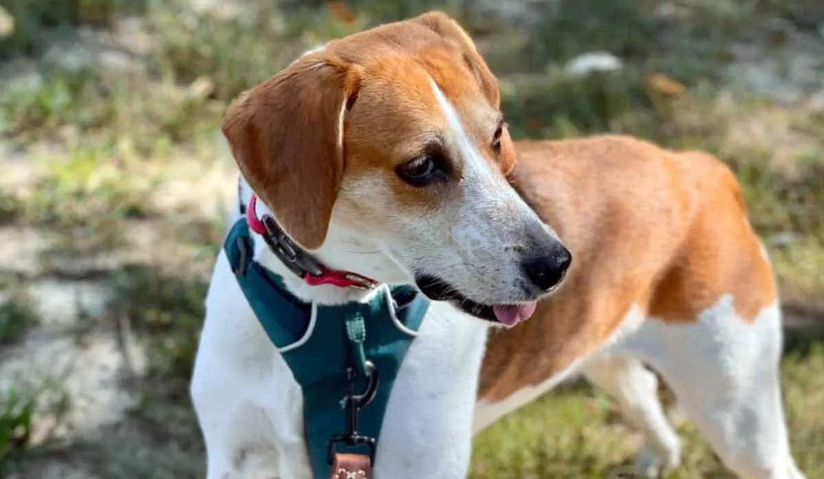 Leia American Foxhound