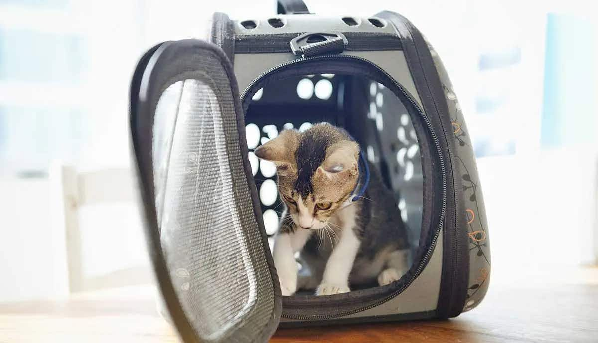 kitten in carrier