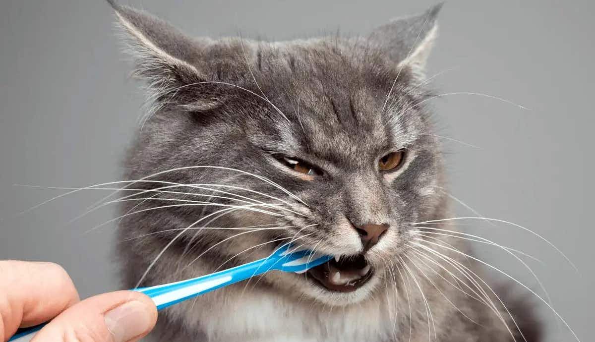 best tips to clean your cats teeth properly
