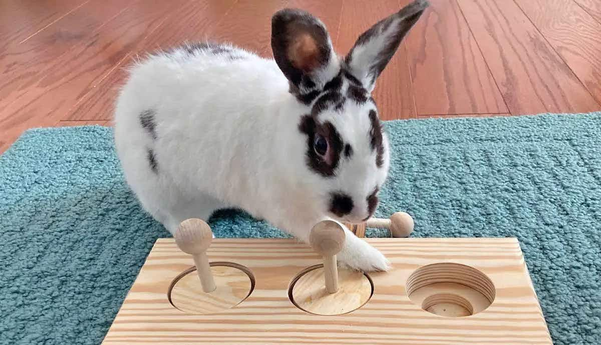 simple enrichment ideas for pet rabbit