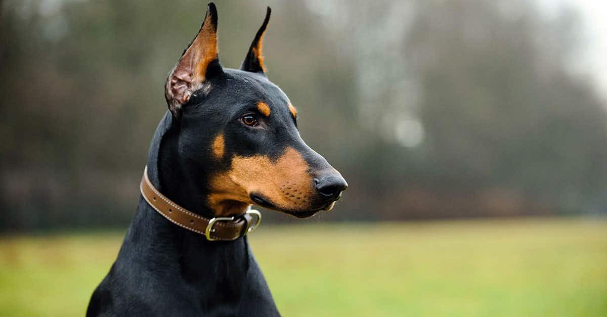 doberman pinscher