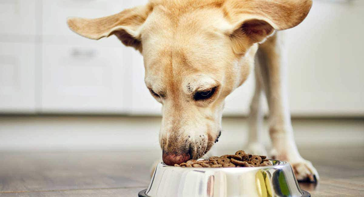 dog eating kibble