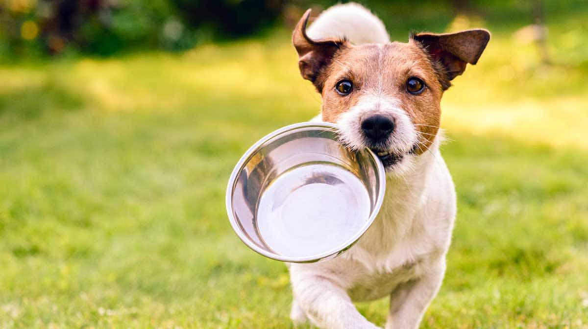 dog food bowl terrier