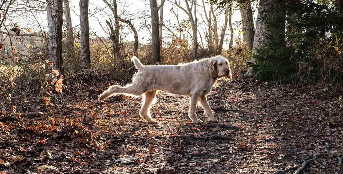 dog kicking toilet