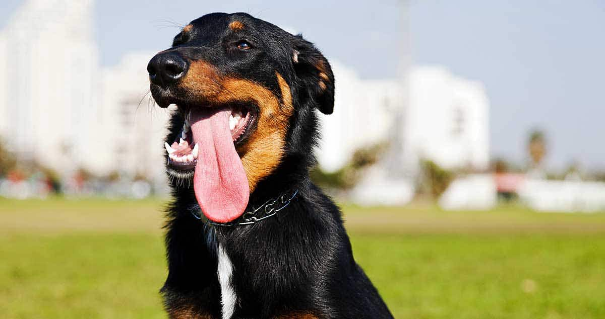 dog panting summer hot park