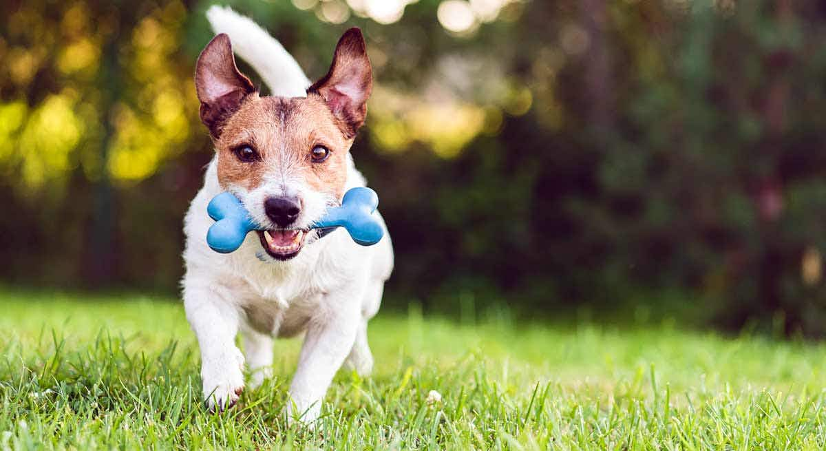 dog toy garden