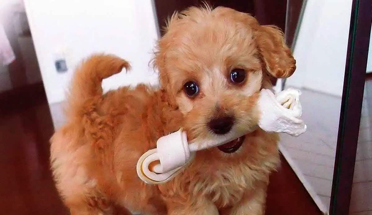 mini poodle with bone