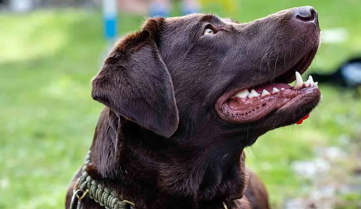 chocolate lab