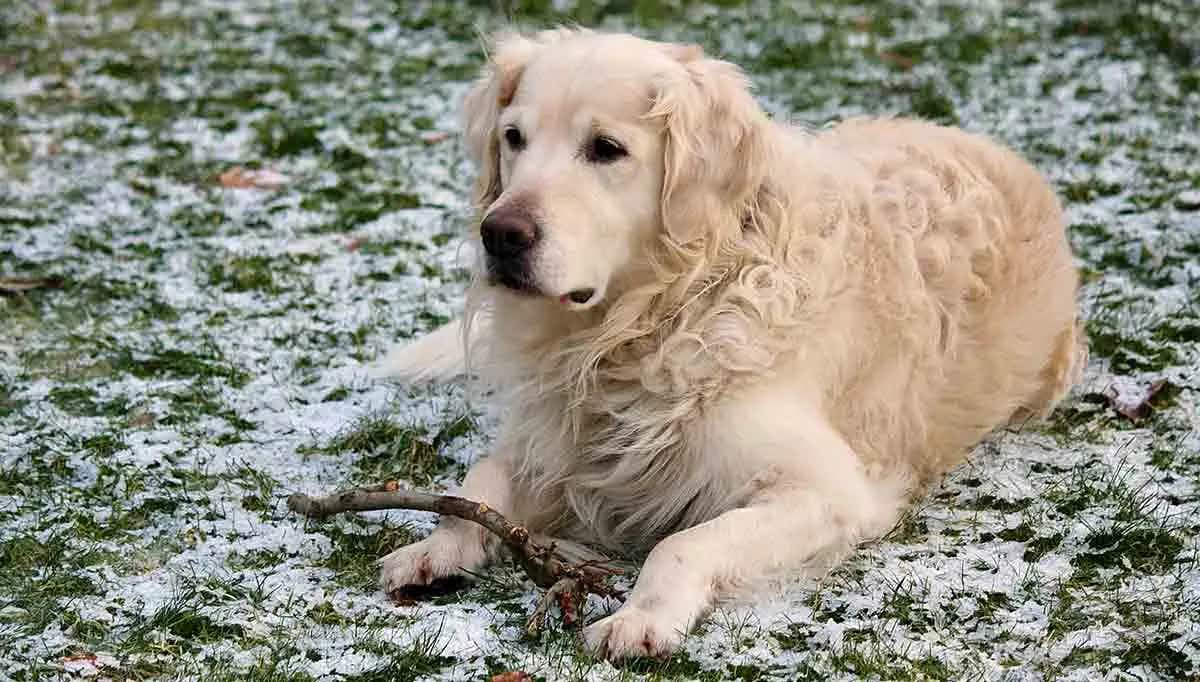 golden in the snow