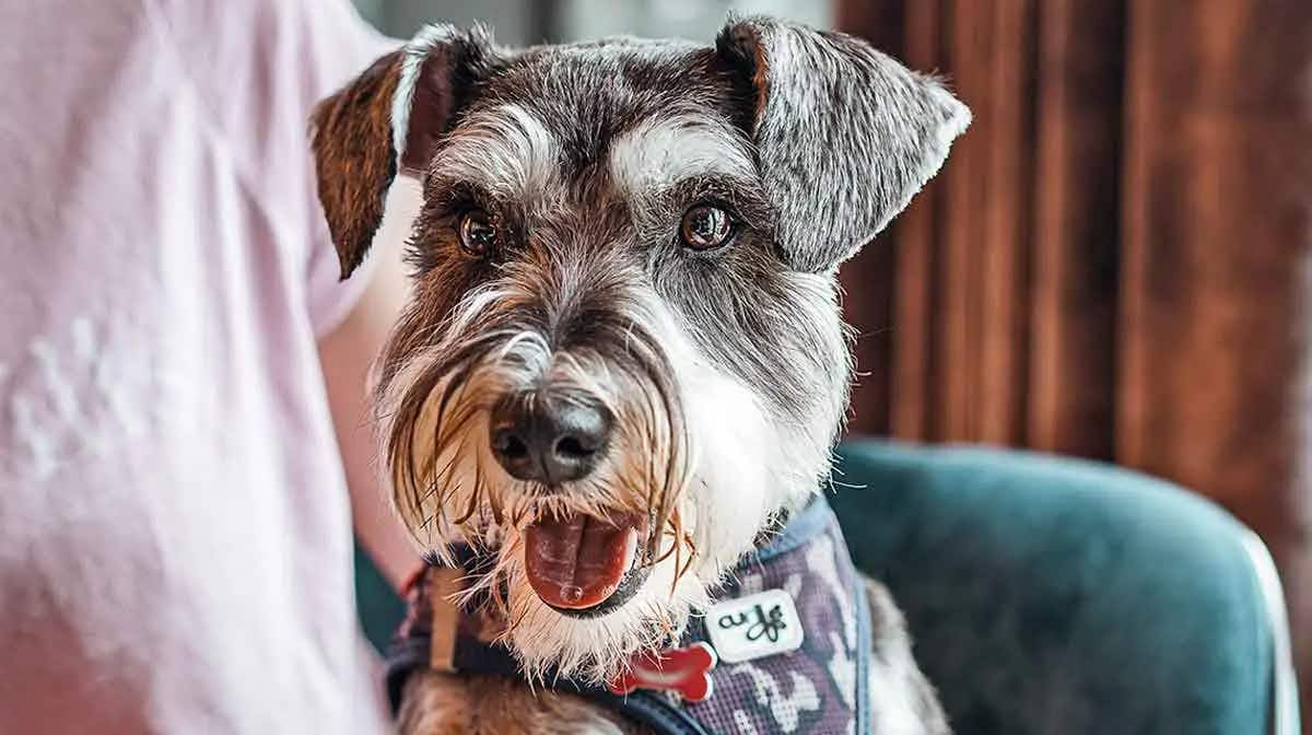 sittingschnauzer