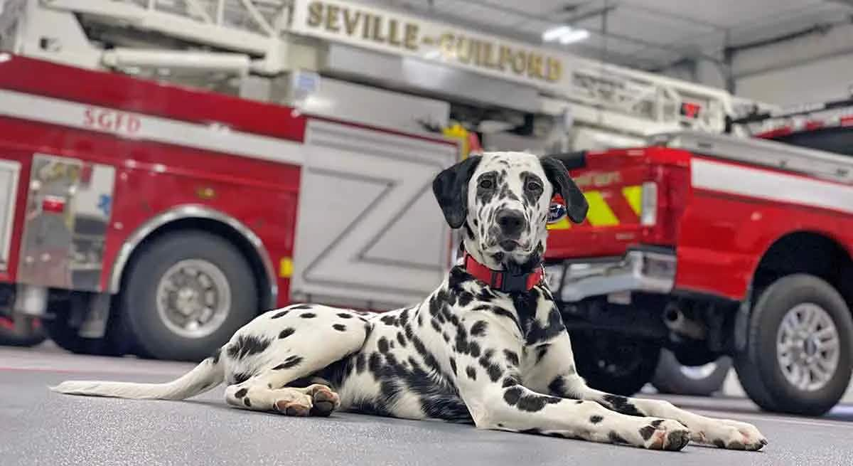 dalmatian fire department