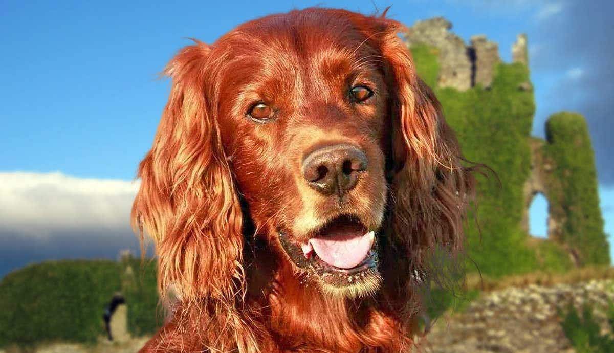 The Affectionate and Playful Irish Setter: A Complete Guide