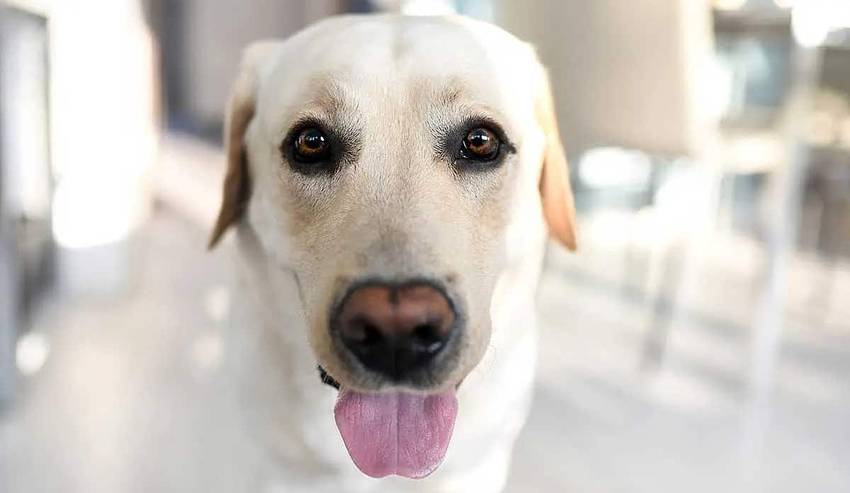 Labrador_retriever_en_face