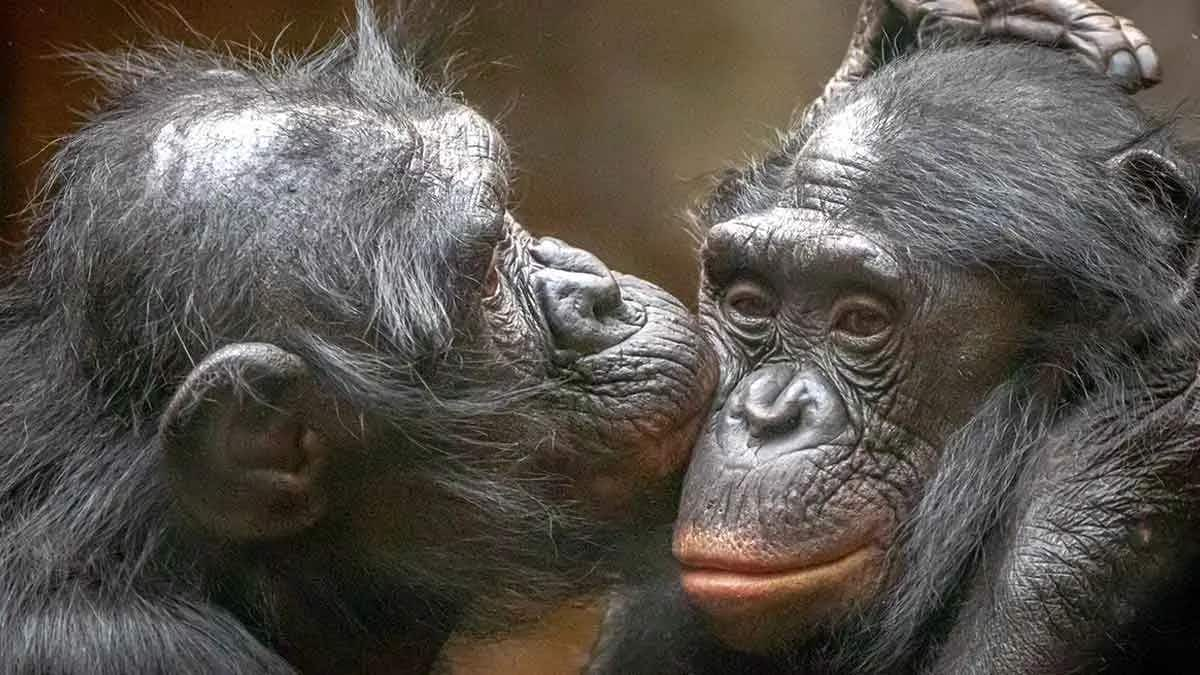 bonobo chimp kissing romance love