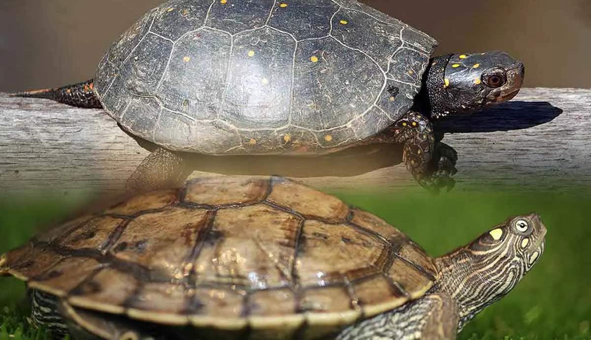types of turtles that make great pets