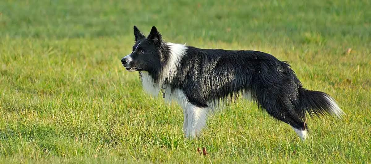 border collie dog herding livestock