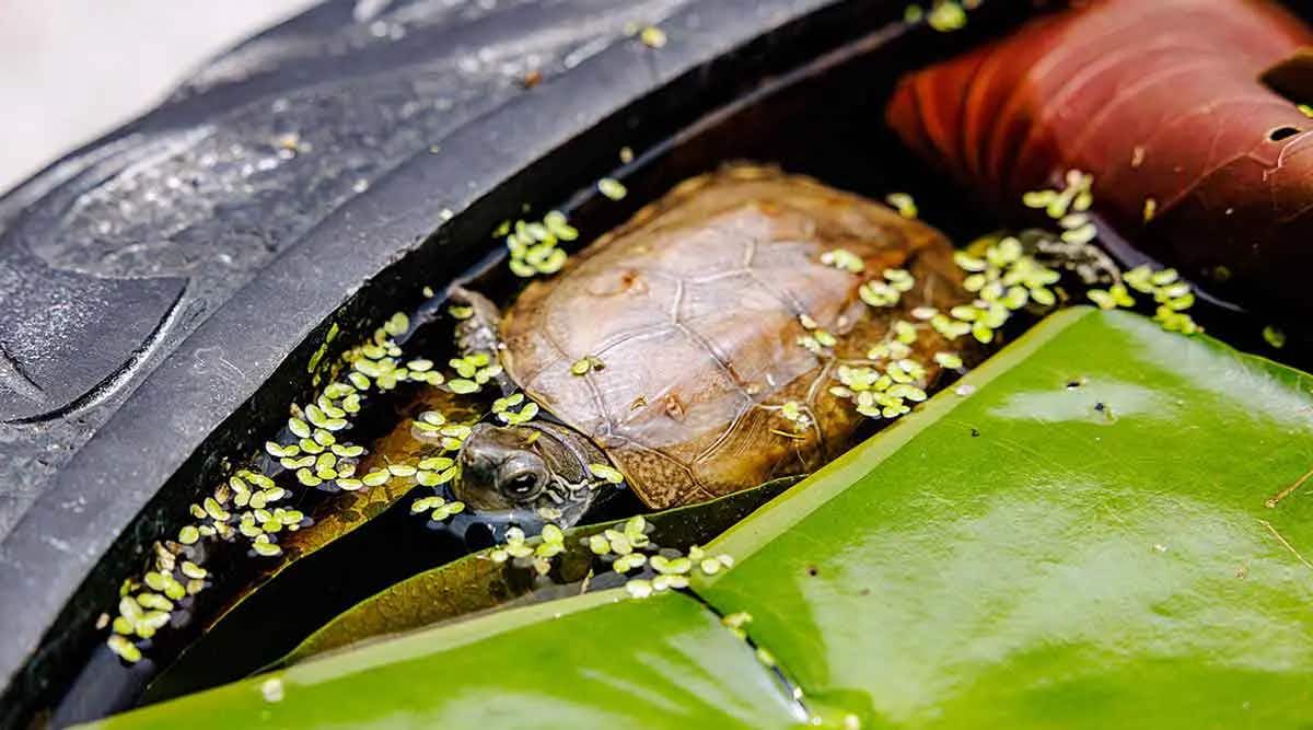 reeves turtle in tank