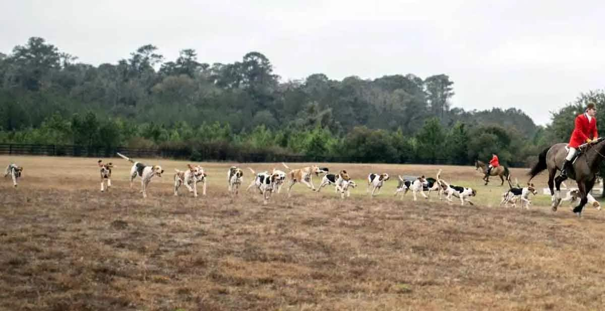 American Foxhound Running