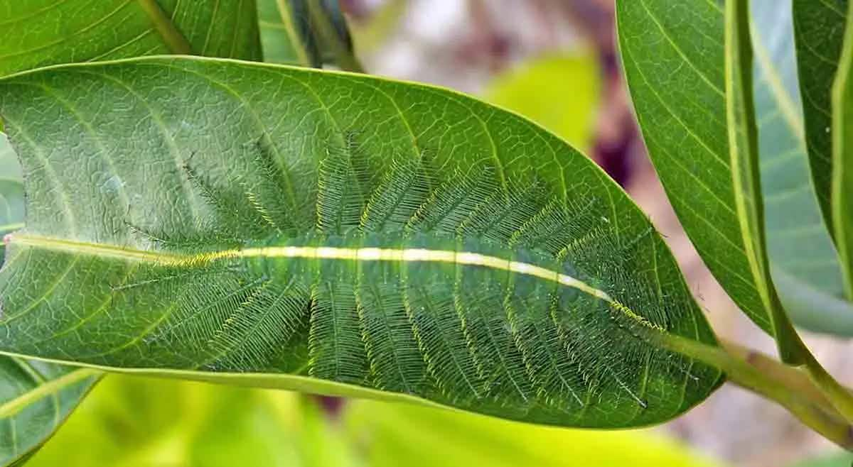 common baron caterpiller camouflage