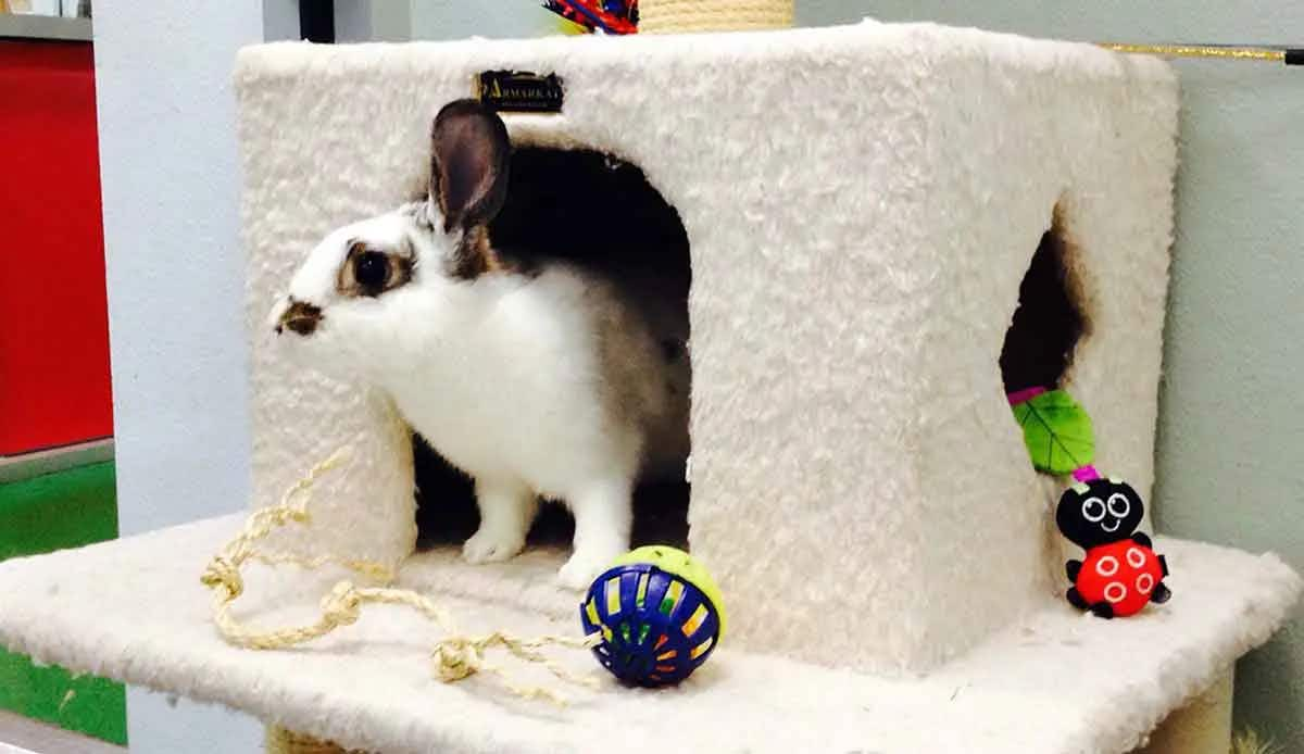 bunny rabbit playing on cat tower