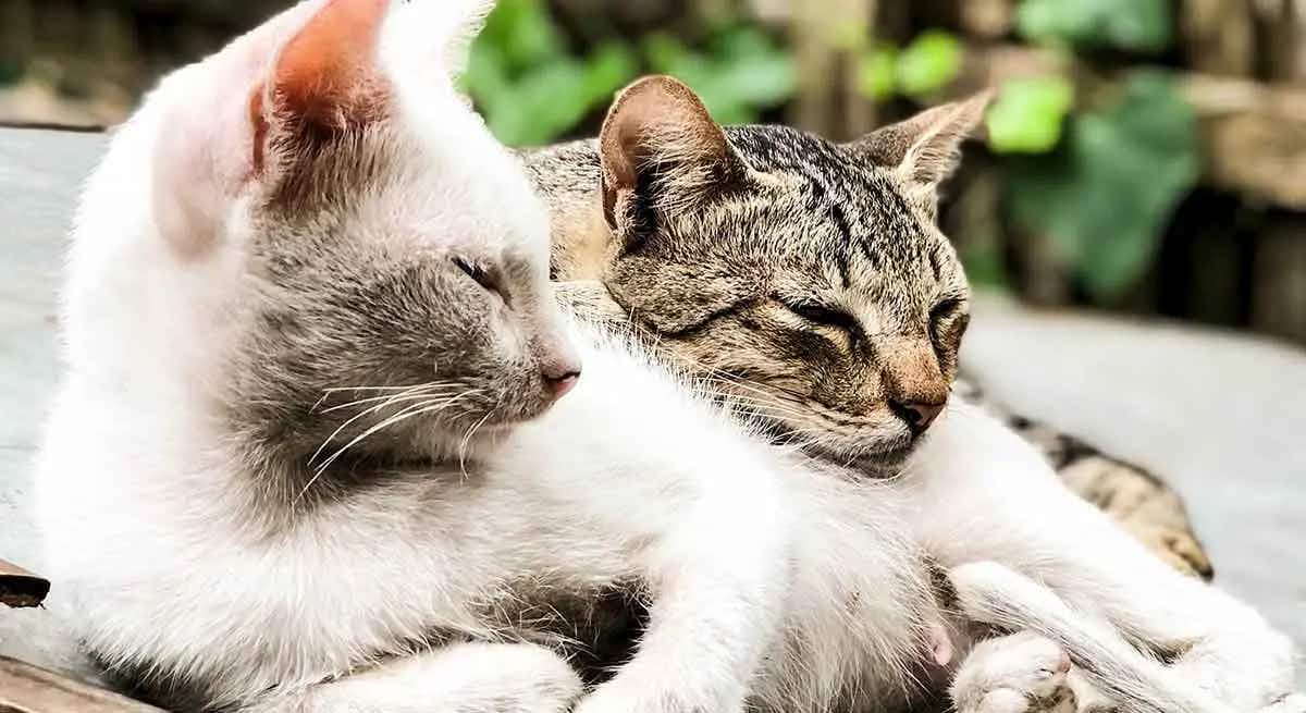 2 cats cuddling