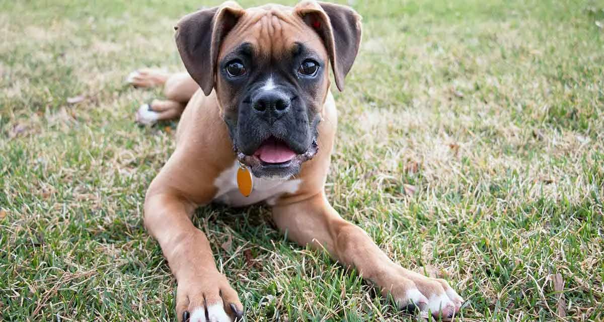 boxer laying on grass