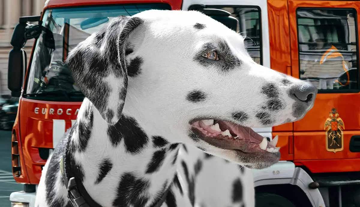 why are dalmatians considered fire dogs