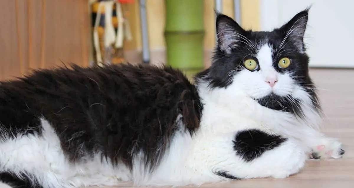 maine coon black white