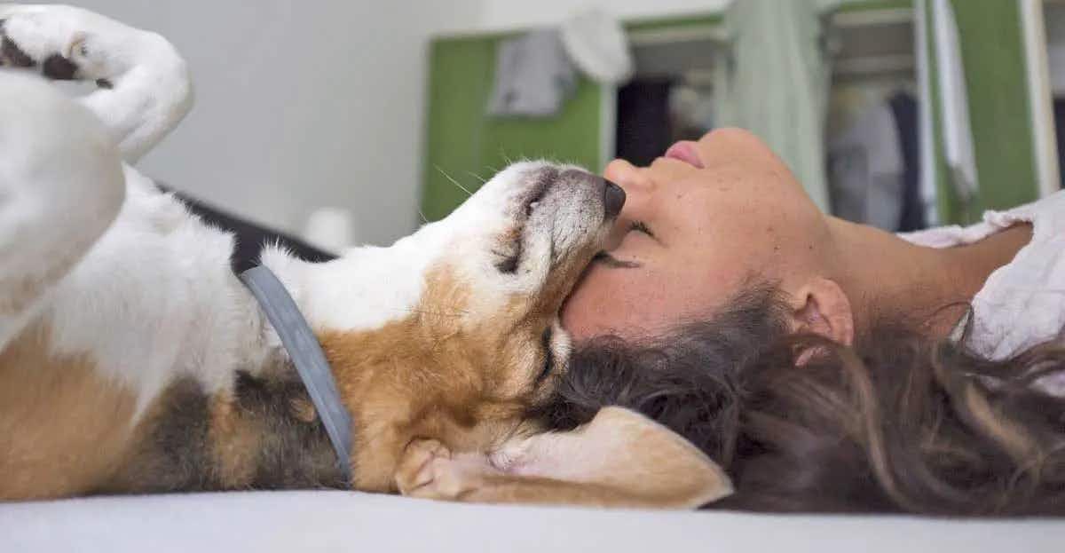 dog human cuddle