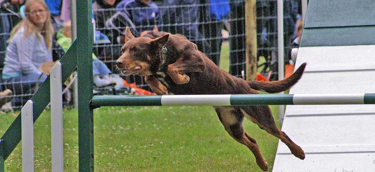 medium sized dog jumping