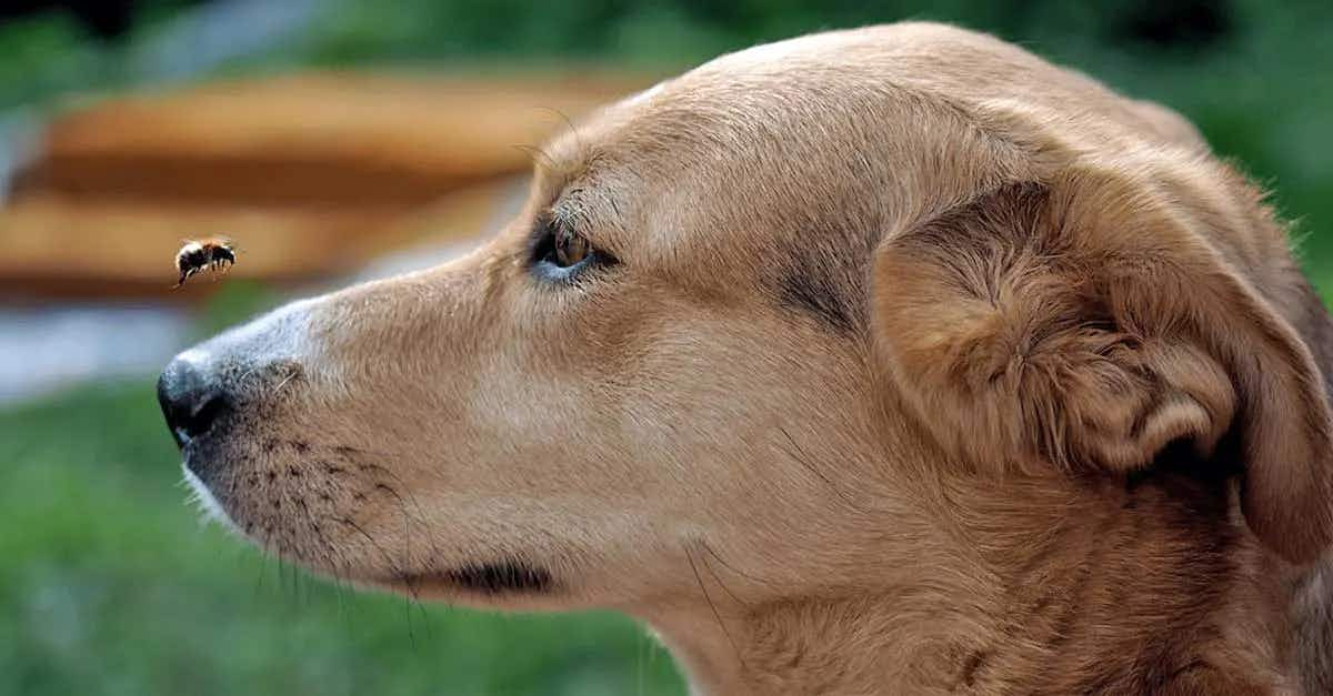 bee flying near dogs nose