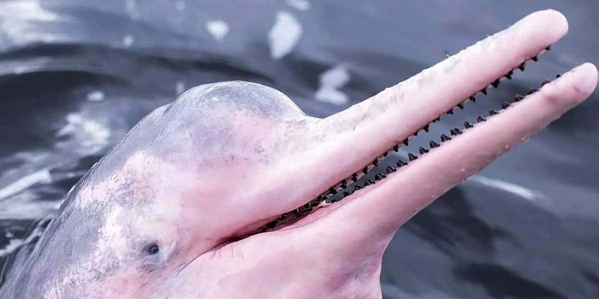 amazon river dolphin