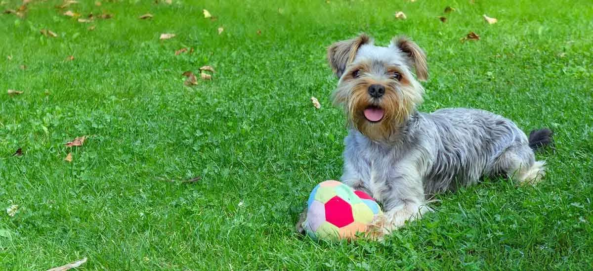 terrier dog laying on ground with ball