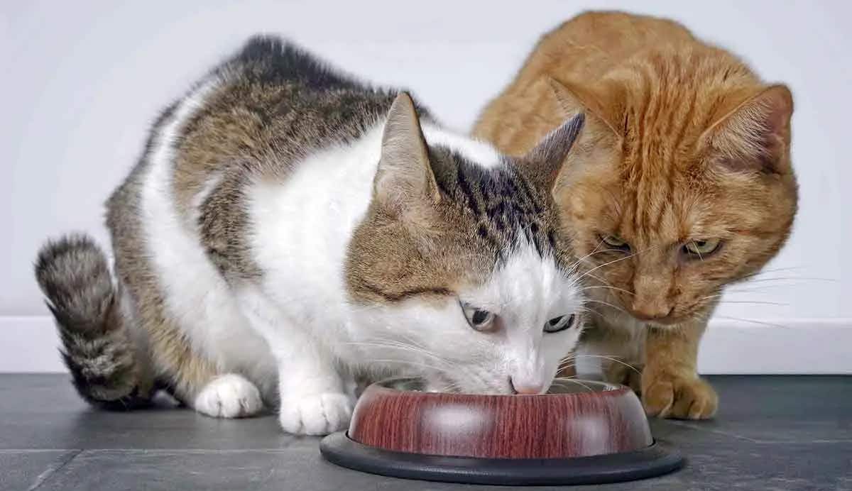 2 cats eating 1 dish