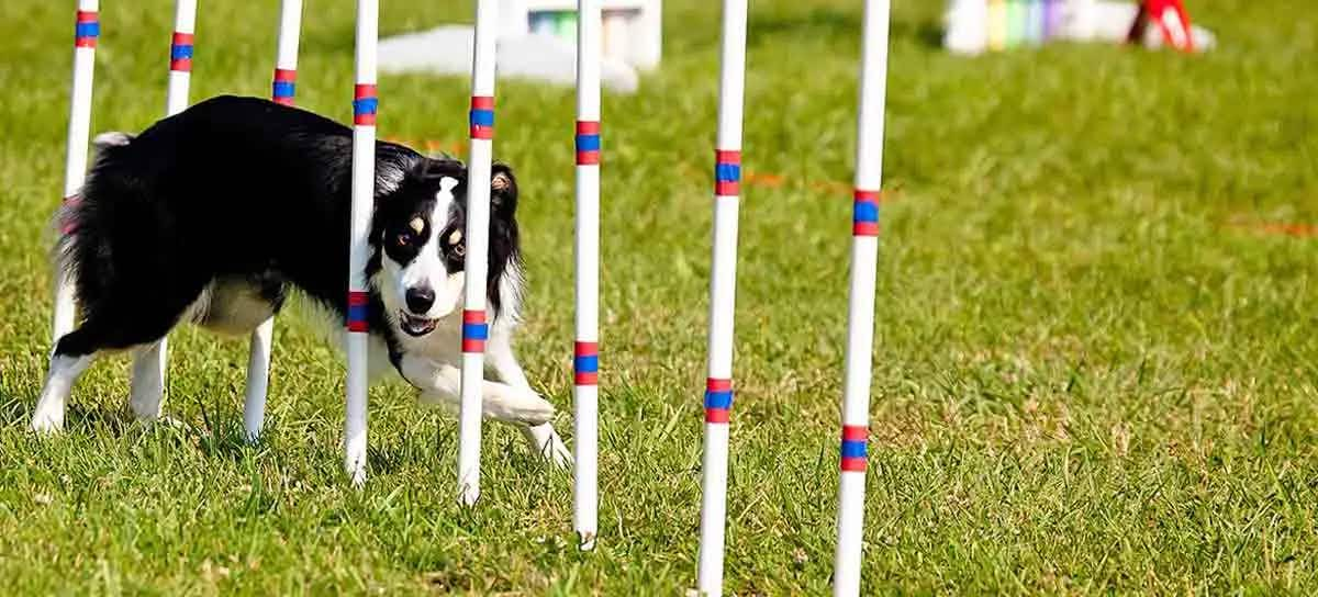 border collie pole weaving