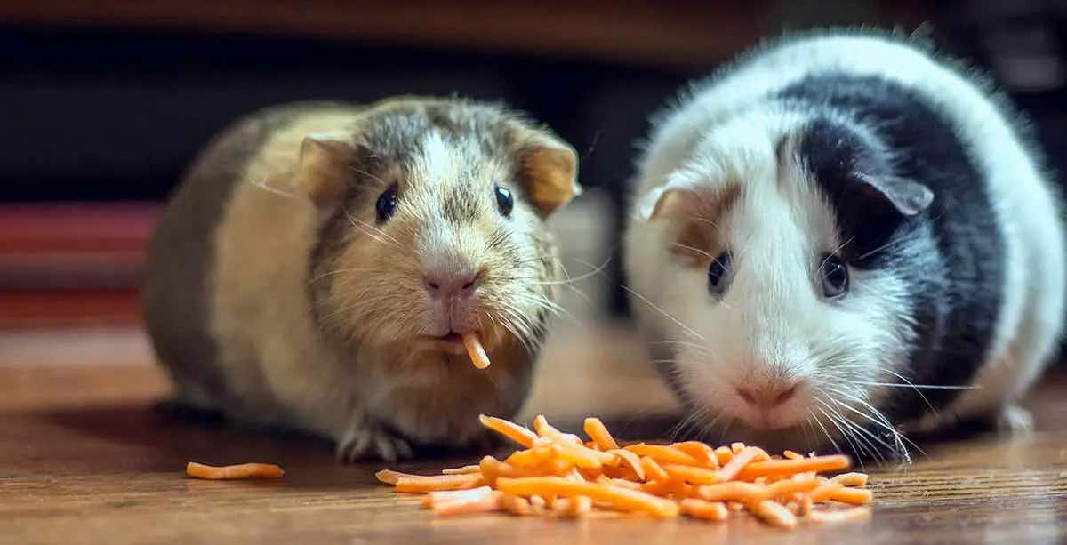 pet guinea pigs.jpg