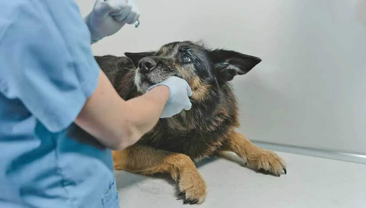 dog veterinary exam