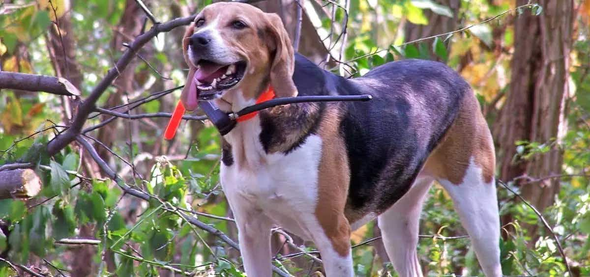 American Foxhound Bark