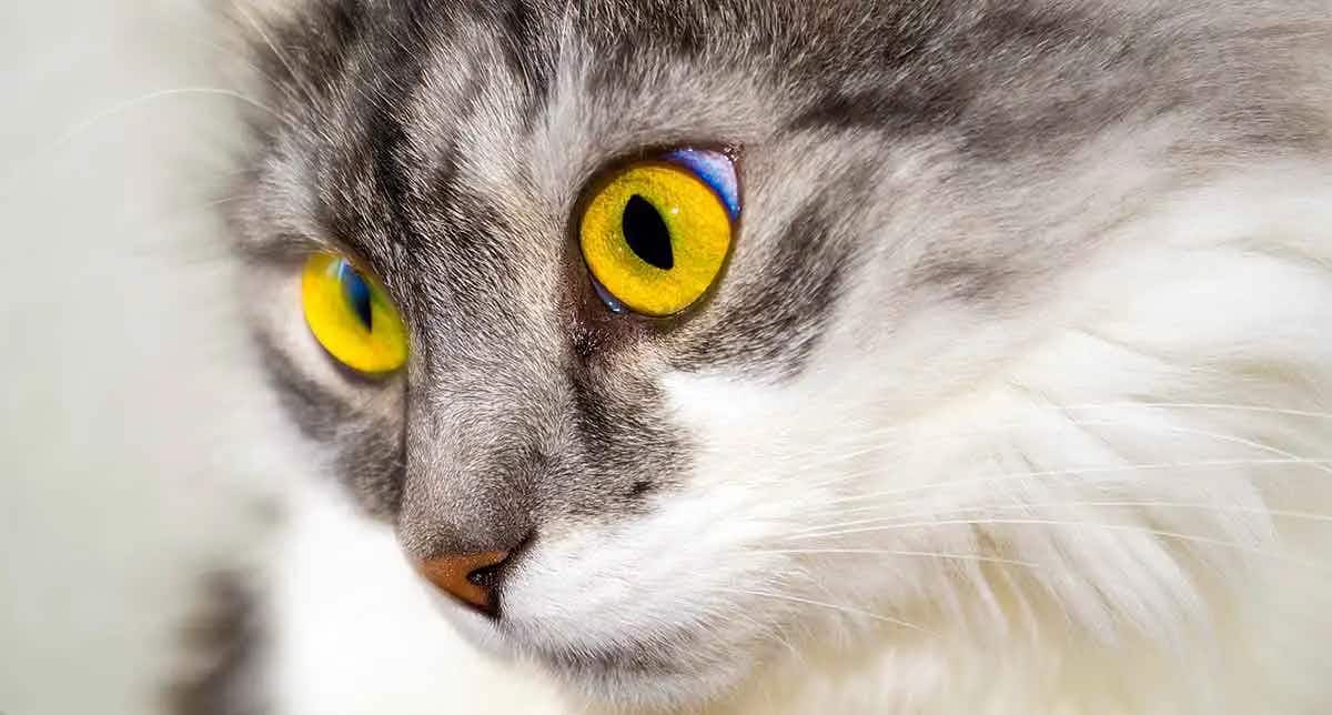 cat yellow eyes