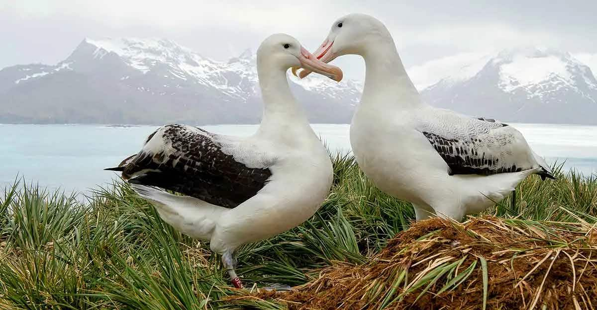 Albatrosses romantic birds