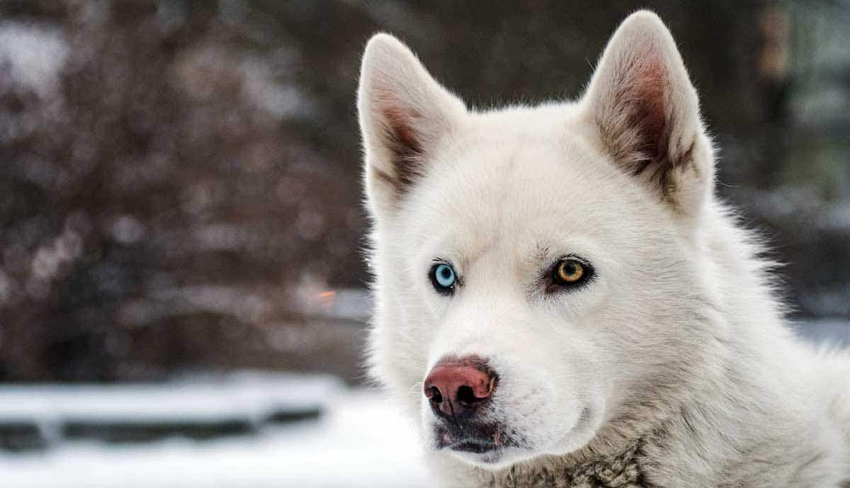 husky snow winter