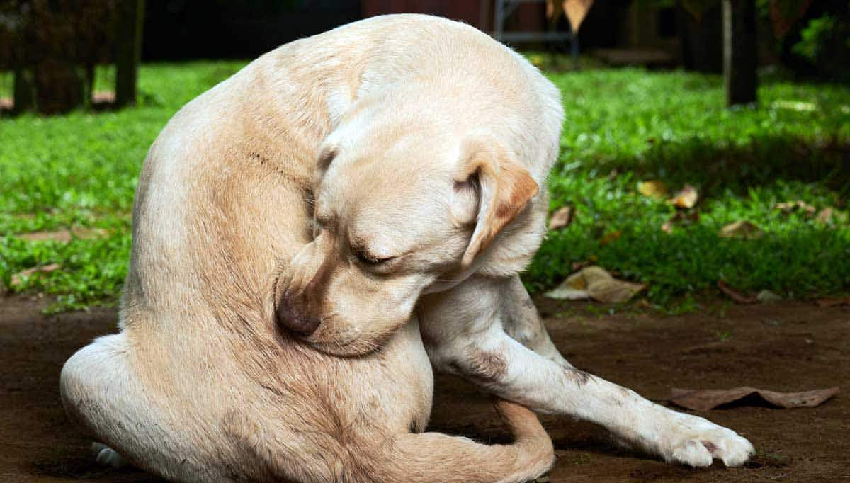 labrador biting itchy