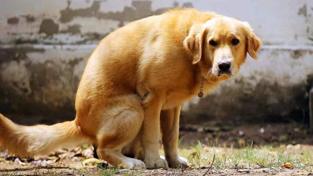 labrador dog poop