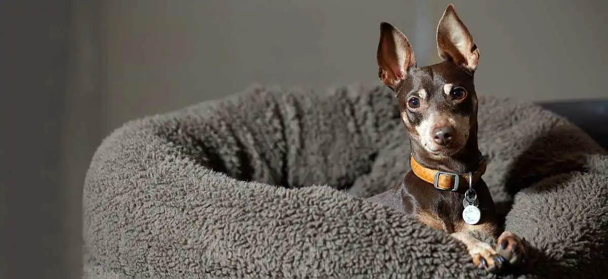 miniature pinscher cozy