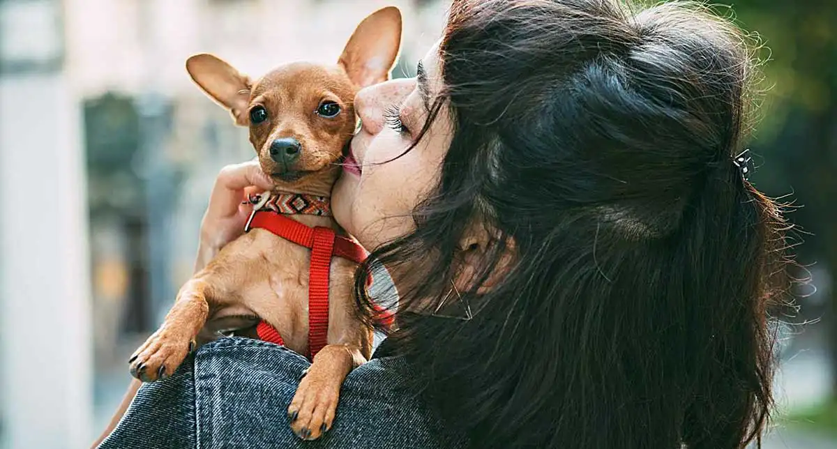 miniature pinscher cuddle