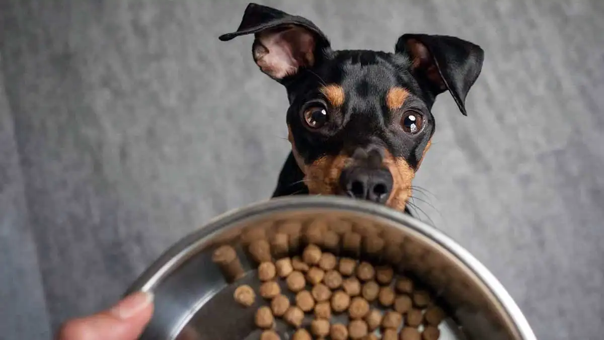 miniature pinscher food