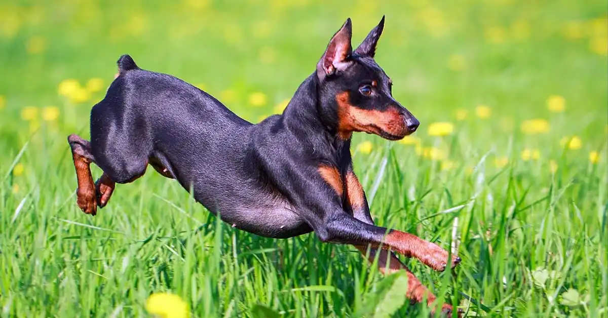 miniature pinscher grass