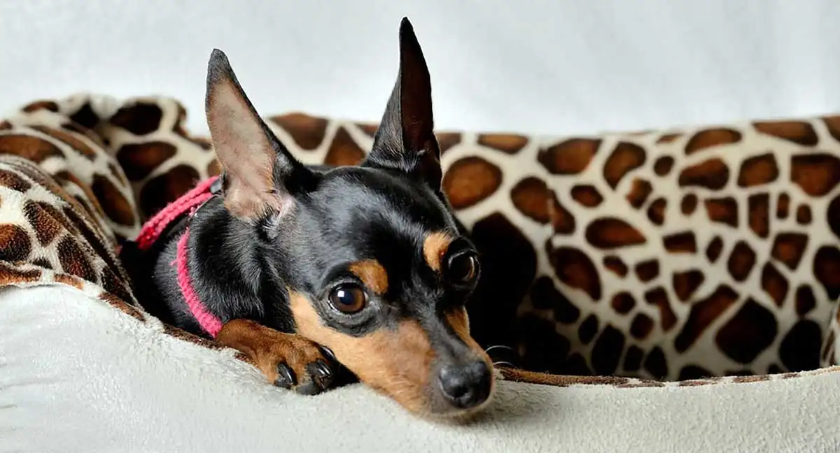 miniature pinscher health