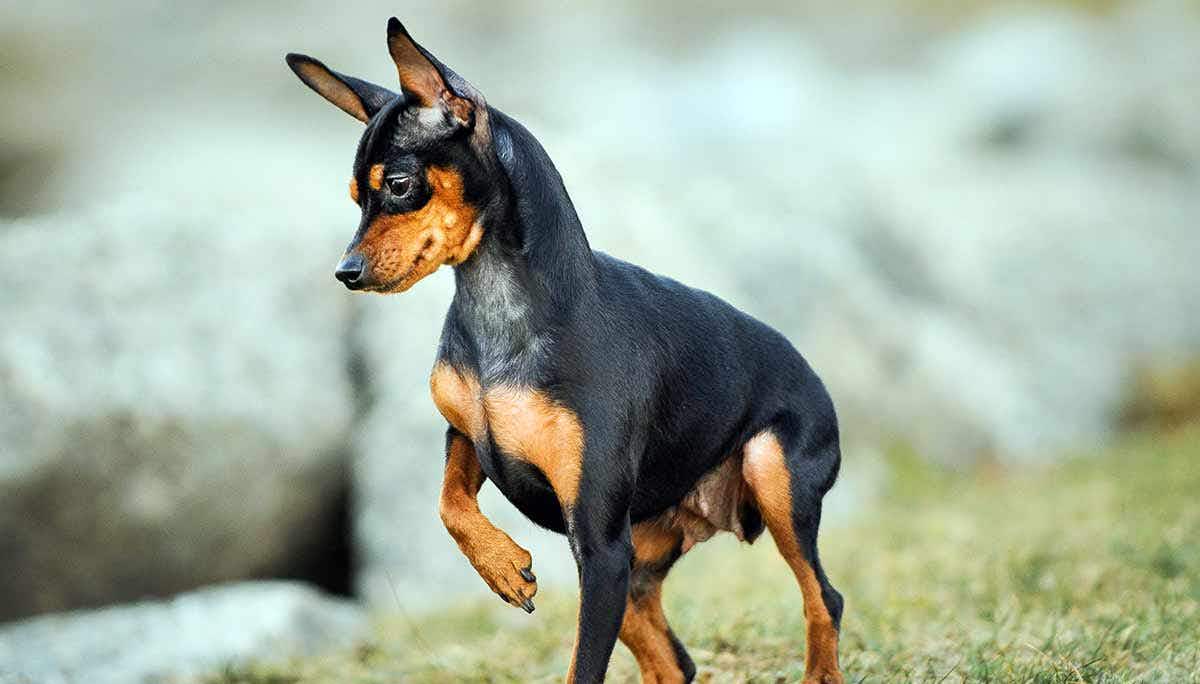 miniature pinscher outside